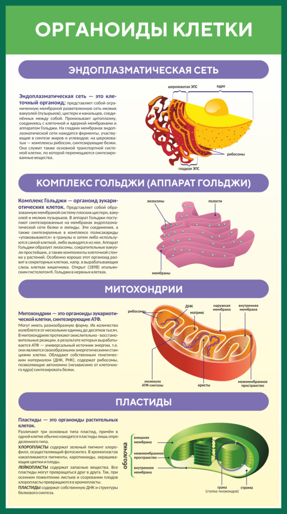 Органоиды клетки с рисунками таблица