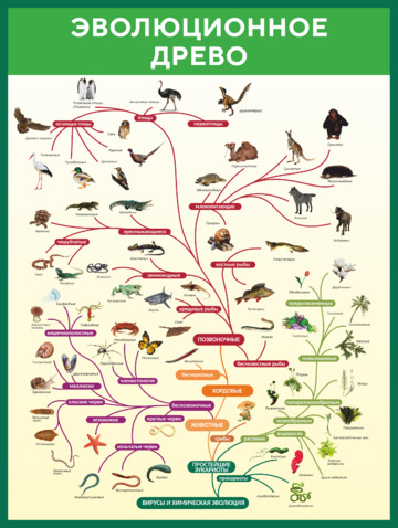 Стенд по биологии Эволюционное древо