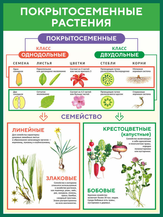 Какие Бывают Цветы Фото