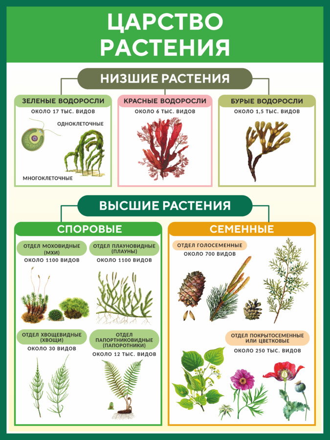 Завершите план ответа по теме царство растения подтверждающего следующее утверждение